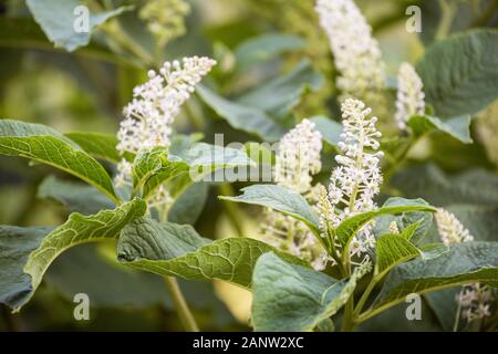 Fiori e foglie di Indian Poke (Phytolacca acinosa). Sfondo naturale Foto Stock