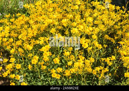 Il giallo di lino (Linum) fiori illuminato dal sole. Naturale sfondo floreale. Foto Stock