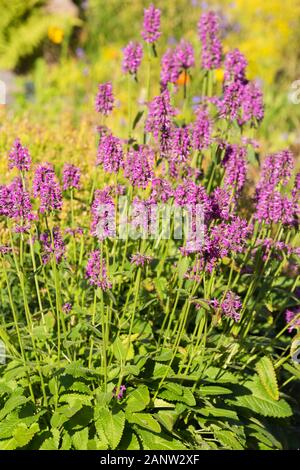 Pianta Flowering viola betony (Betonica officinalis o Stachys officinalis) Foto Stock