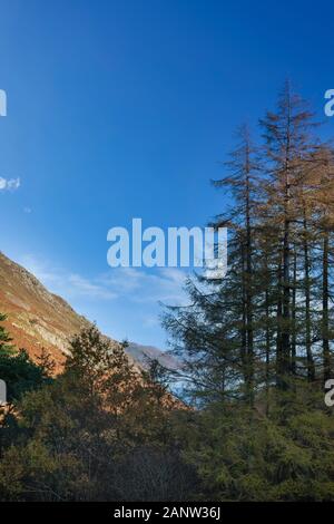 Epic Autumn Fall paesaggio retroilluminato di pini larici nelle valli di nevischio caduto e Howstead Brow nel Lake District visto da Hallin cadde Foto Stock