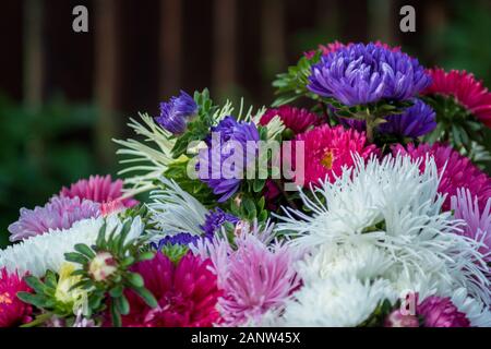 Chiudere fino ad un mazzo di fiori di crisantemo in diversi colori Foto Stock