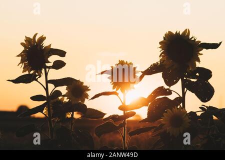 Silhouette di girasoli durante il tramonto nella stagione estiva Foto Stock