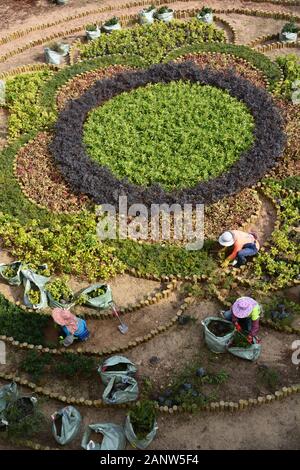 Le donne lavorano per piantare un modello di giardino al cavalcavia pedonale nel Quarry Bay Park di Hong Kong.