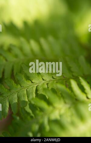 Un primo piano di Luce Solare Applappata Che Cade su una foglia di Fern (Pteridium Aquilinum) Foto Stock