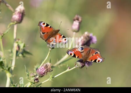 Un paio di Farfalle di pavone (Aglais Io) affiancate sui Fiori di cardo strisciante (Cirsium Arvense) Foto Stock