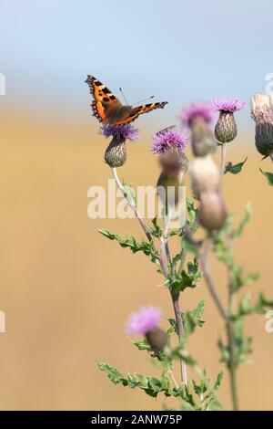 Creeping Thistle (Cirsium arvense) Fiori e teste di seme con una piccola tartaruga Butterfly (Aglais Urticae) alimentazione su uno dei fiori Foto Stock