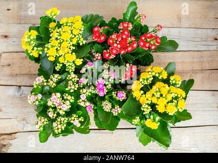 Fiori di giallo e rosso, rosa, viola Kalanchoe su uno sfondo di legno. Close-up. Vista dall'alto. Foto Stock