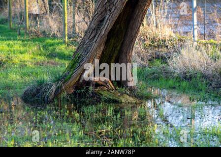 Scavato tronco di albero in piedi in acqua in un campo cotto Foto Stock