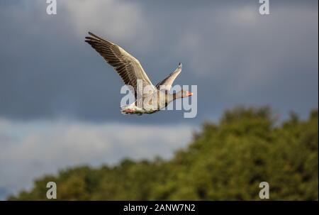 L'oca graylag (Anser anser) ha volato solo un breve giro dopo mangiare estensivamente. Foto Stock