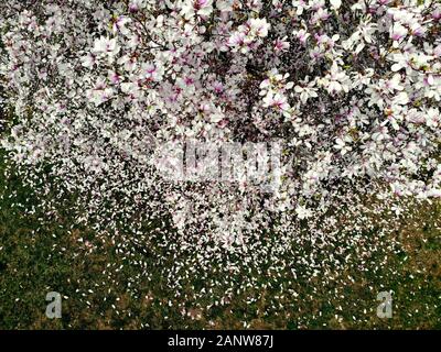 Bella rosa e bianco magnolia alberi fioriti con petali sul terreno Foto Stock