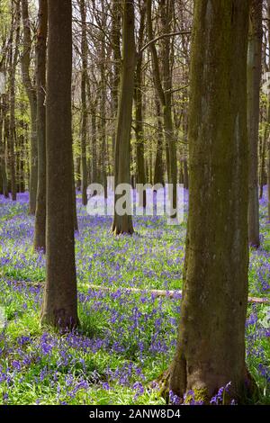I boschi di faggio riempito con bluebell fiori in primavera. Foresta Ashridge, Chiltern Hills, vicino Ringshall, Inghilterra, Regno Unito. Foto Stock