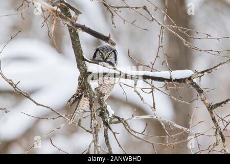 Northern hawk-civetta (surnia ulula) in inverno Foto Stock