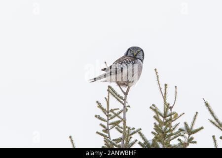 Northern hawk-civetta (surnia ulula) in inverno Foto Stock