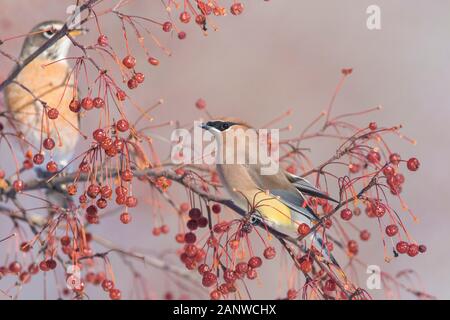 Il Cedar waxwing e american robin in inverno Foto Stock