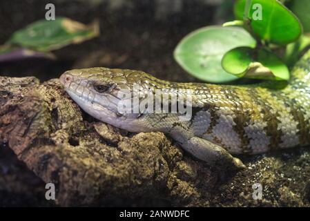 Blu indonesiano-tongued skink Foto Stock