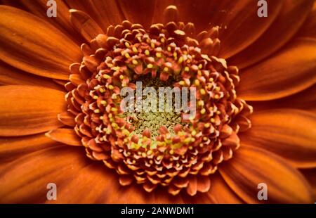 Close-up di un bellissimo e orange gerbera daisy (Gerbera jamesonii). Centrato e vista dall'alto fotografia macro del fiore di testa e petali Foto Stock