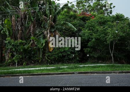 Un cortile anteriore ricoperto da una parete di lussureggianti vegetazione, arbusti e alberi come schermo naturale per la privacy dalla strada, Seven Hills, Brisbane, Australia Foto Stock