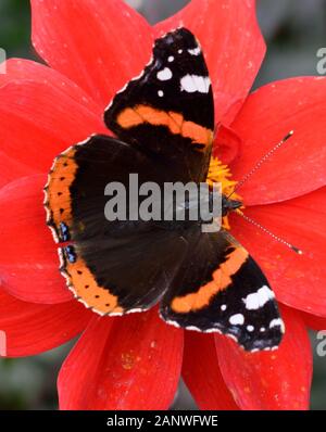 Red Admiral farfalla su un fiore rosa. Habitat. Giardini e prati Foto Stock