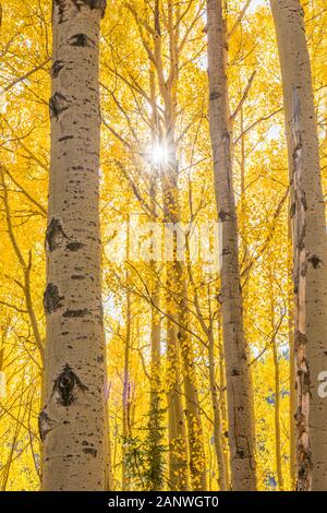 Un supporto curvo di aspen alberi in un pomeriggio soleggiato in Uncompaghre National Forest, Colorado. Foto Stock