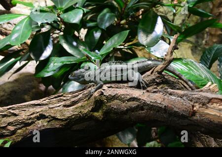 Sleeping lizard sulla struttura ad albero Foto Stock