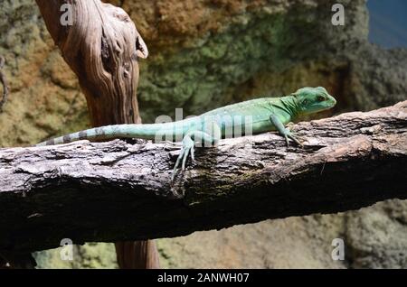 Sleeping lizard sulla struttura ad albero Foto Stock