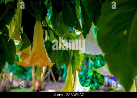 Brugmansia close-up sullo sfondo delle rovine di Sala Colonia e il complesso islamico Chellah. Chellah è la necropoli di Rabat. Il Marocco. Foto Stock