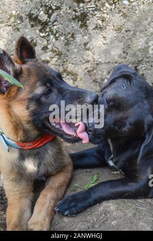 3 mesi di pastore belga malinois cucciolo giocare con 1 anno black miscelati cane, close up Foto Stock