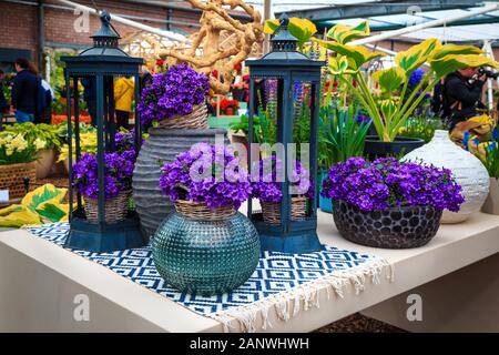 Fioritura viola profumati fiori di primavera sul supporto in olandese fiori exhibition Lisse, Paesi Bassi, Europa Foto Stock