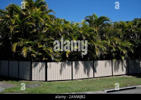 Uno schermo naturale di palme verdi e una massa di fronde di palme su una recinzione di pannelli colorati, sentiero di erba verde, cielo blu sopra a carina, Brisbane Foto Stock