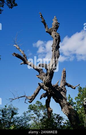 Dead Cork Oak tree sotto un cielo blu Foto Stock