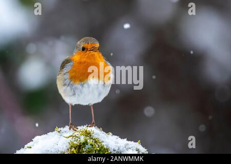 Rotkehlchen (Erithacus rubecula) Foto Stock
