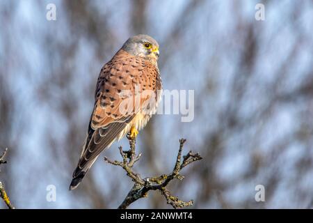 Turmfalke (Falco tinnunculus) Männchen Foto Stock