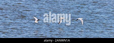 Tre gabbiani o Larus ridibundus volando sul fiume di acqua. onde sull'acqua. Foto Stock
