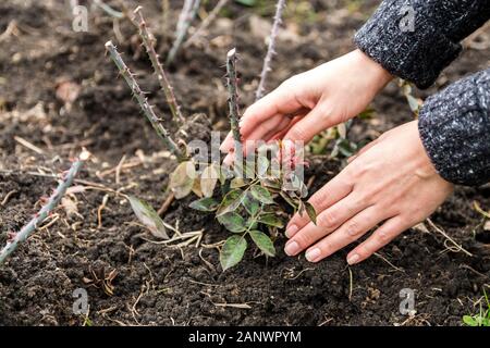 Vista ravvicinata della donna mani di piantare un rosaio nel giardino. donna facendo del giardinaggio Foto Stock