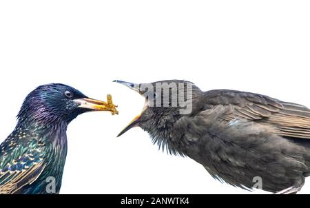 Per gli storni (nome scientifico) Sturnus vulgaris. Adulto colorate starling alimentazione pulcino giovanile con secchi mealworms. Pulcino ha il suo becco aperto.Paesaggio Foto Stock