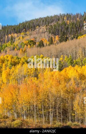 Una montagna piena di Autunno a colori in Aspen alberi in un pomeriggio soleggiato lungo Gore passano vicino a Steamboat, Colorado. Foto Stock