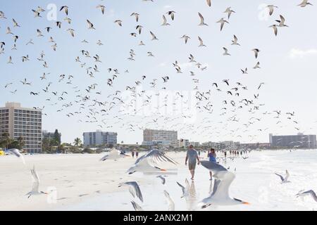 Royal tern e gabbiani a Siesta Key Beach a Sarasota, Florida, Stati Uniti d'America. Foto Stock