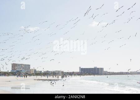 Royal tern e gabbiani a Siesta Key Beach a Sarasota, Florida, Stati Uniti d'America. Foto Stock