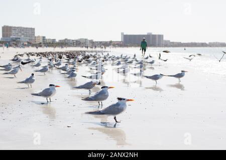 Royal tern e gabbiani a Siesta Key Beach a Sarasota, Florida, Stati Uniti d'America. Foto Stock