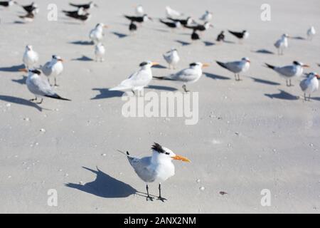 Royal tern e gabbiani a Siesta Key Beach a Sarasota, Florida, Stati Uniti d'America. Foto Stock