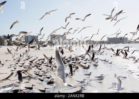 Royal tern e gabbiani a Siesta Key Beach a Sarasota, Florida, Stati Uniti d'America. Foto Stock