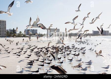 Royal tern e gabbiani a Siesta Key Beach a Sarasota, Florida, Stati Uniti d'America. Foto Stock