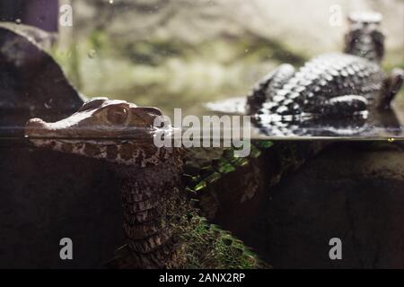 Cuvier del caimano nana (Paleosuchus palpebrosus) in cattività. Foto Stock