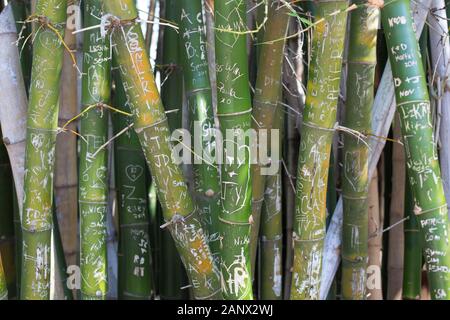 Bamboo scolpito con graffiti in Florida, Stati Uniti d'America. Foto Stock