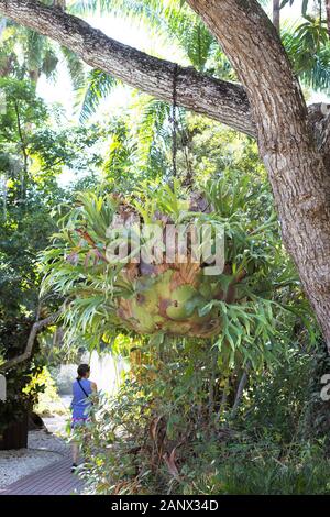 Una donna cammina nei pressi di un staghorn fern appesi mediante catene da un albero a Sarasota Jungle Gardens in Florida, Stati Uniti d'America. Foto Stock