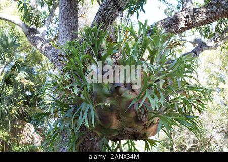 Un staghorn fern appesi mediante catene da un albero a Sarasota Jungle Gardens in Florida, Stati Uniti d'America. Foto Stock