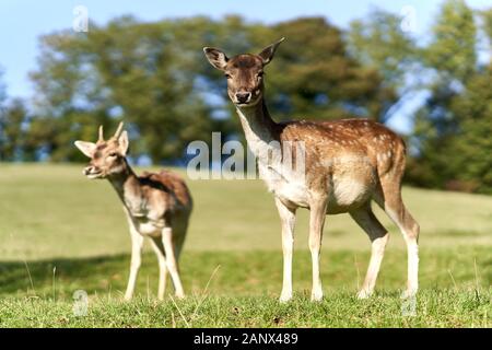 Piccoli palcoscenici selvaggi e carini con piccole corna che si guardano intorno su un campo verde di erba durante il tramonto Foto Stock