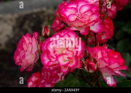 Lampone Ice - Kordes Rose Foto Stock