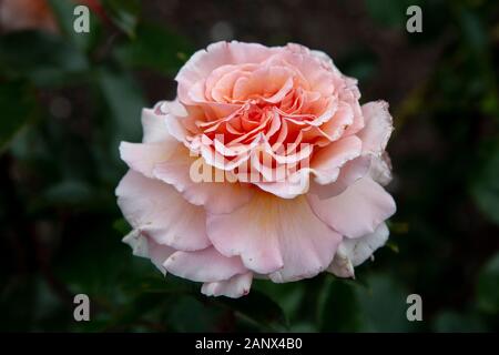 Si tratta di Magic - ibrido McGredy Tea Rose Foto Stock