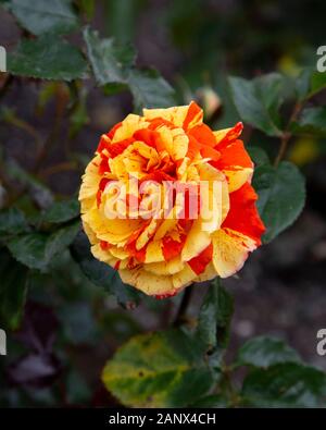 Arance e limoni - Floribunda McGredy Rose Foto Stock